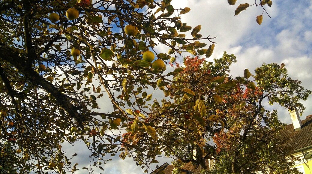 Apple tree! Coming from a country that lies close to the earth's equator, this isn't a usual view. Love to see apple trees everywhere. If only I can just pluck a few.