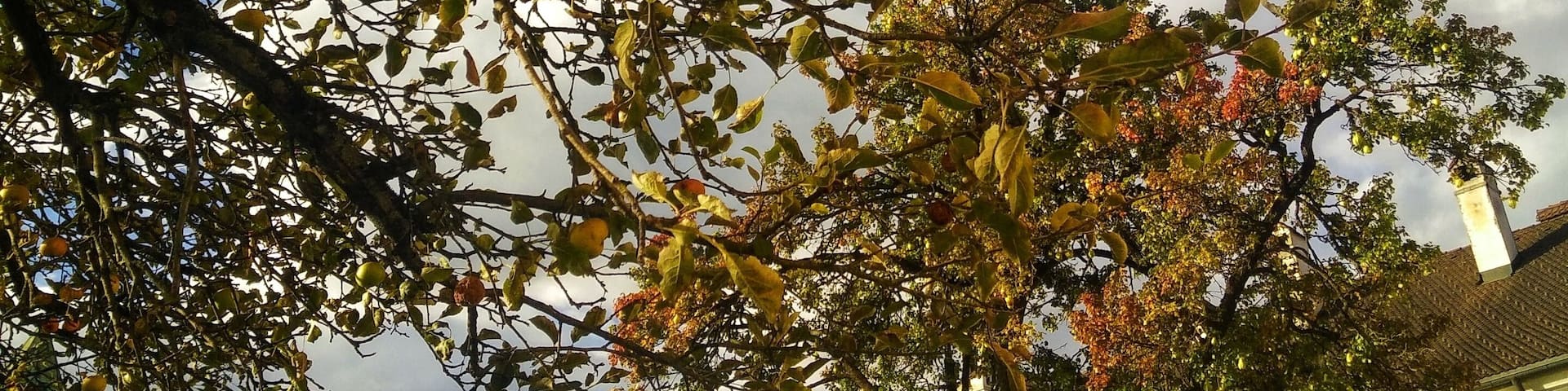 Apple tree! Coming from a country that lies close to the earth's equator, this isn't a usual view. Love to see apple trees everywhere. If only I can just pluck a few.