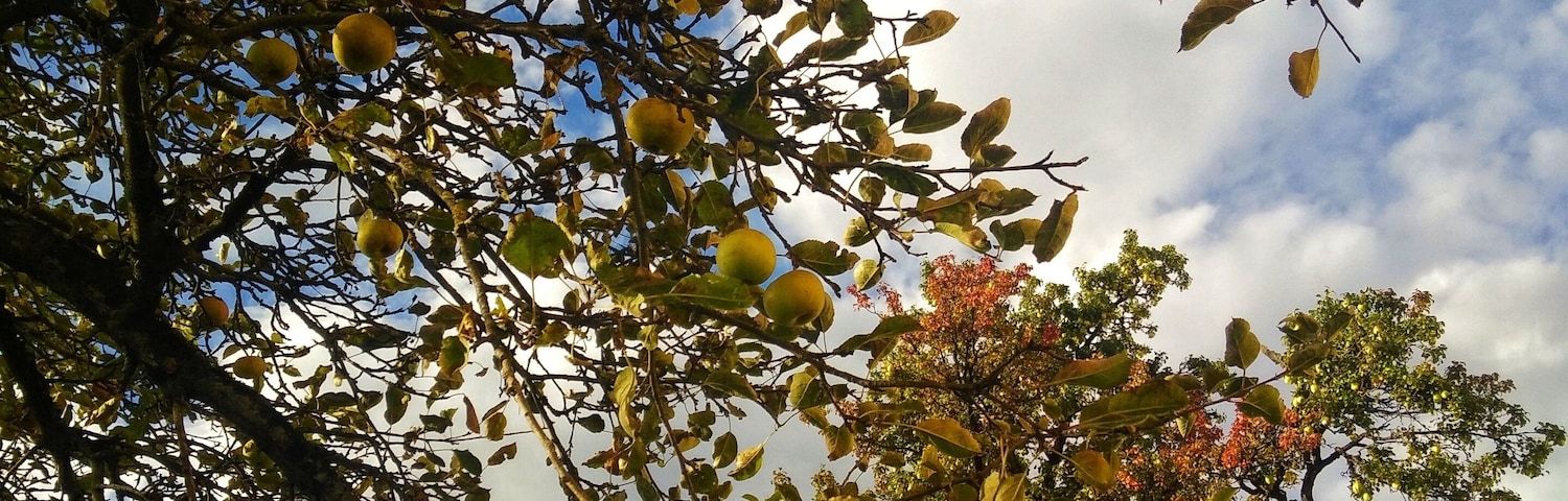 Apple tree! Coming from a country that lies close to the earth's equator, this isn't a usual view. Love to see apple trees everywhere. If only I can just pluck a few.