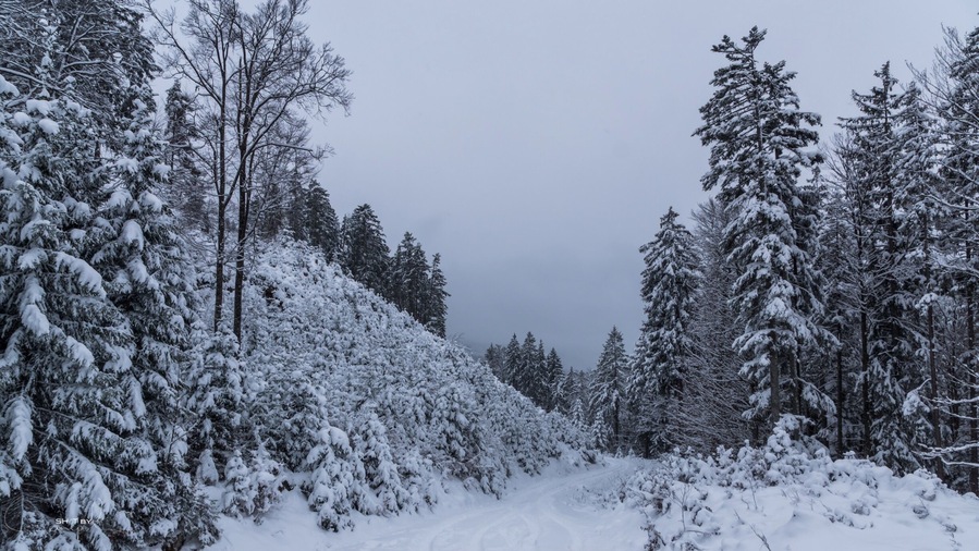 Walking through freshly snowed paths in the mountains of Austria! #snow #austria #hiking