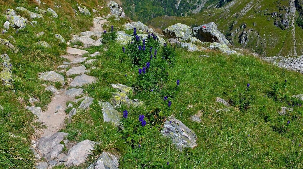 August 2011
Schladminger Tauern
On the path from Klaferkessel to Preinthallerhuette (alt. 1.656 m) in the Schladminger Tauern in Upper Austria. Granite peaks are prominent over green cow pastures and meadows with beautiful colourful flowers.
The highest peak of this part of Schladminger Tauern is the Hochwildstelle with altitude of 2.747 metres (peak on the left).