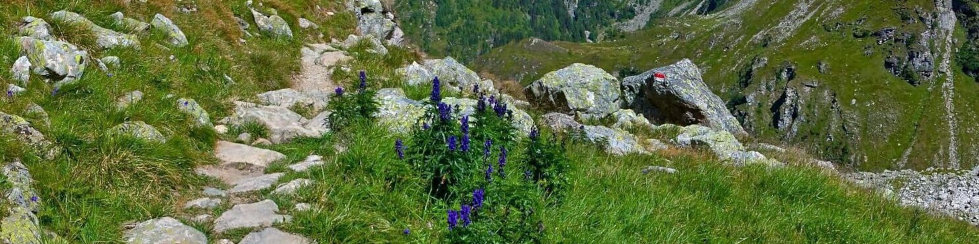 A mountain trail with rocky terrain and alpine flowers.