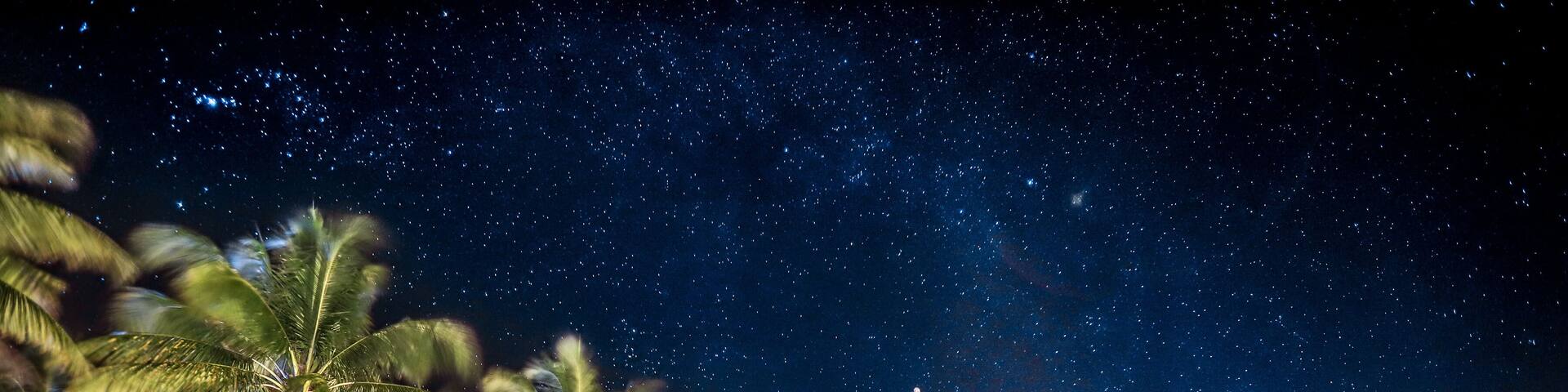 A beach at night with palm trees and a starry sky.