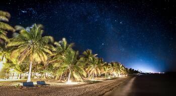 Een strand bij nacht met palmbomen en een sterrenhemel.