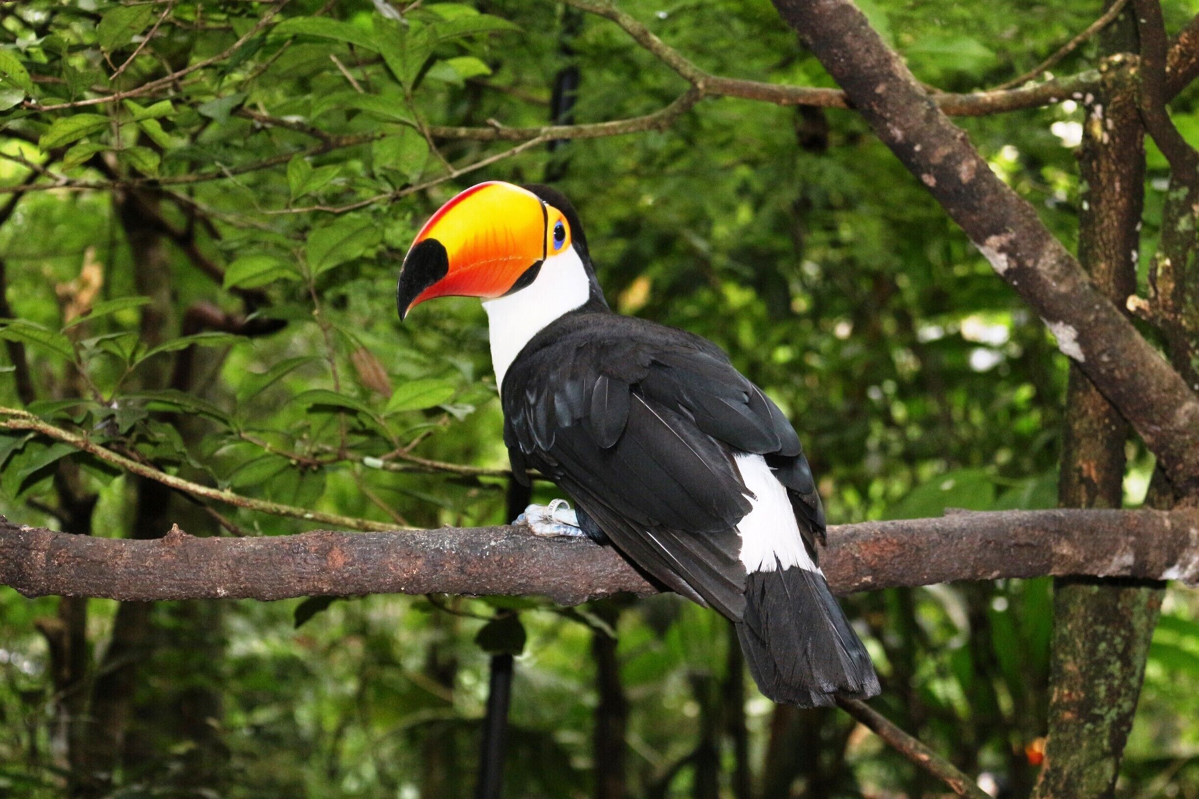 Parque das Aves - Maravilhoso!