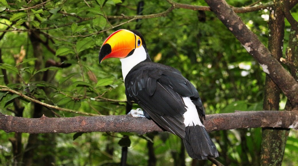 Parque das Aves - Maravilhoso!