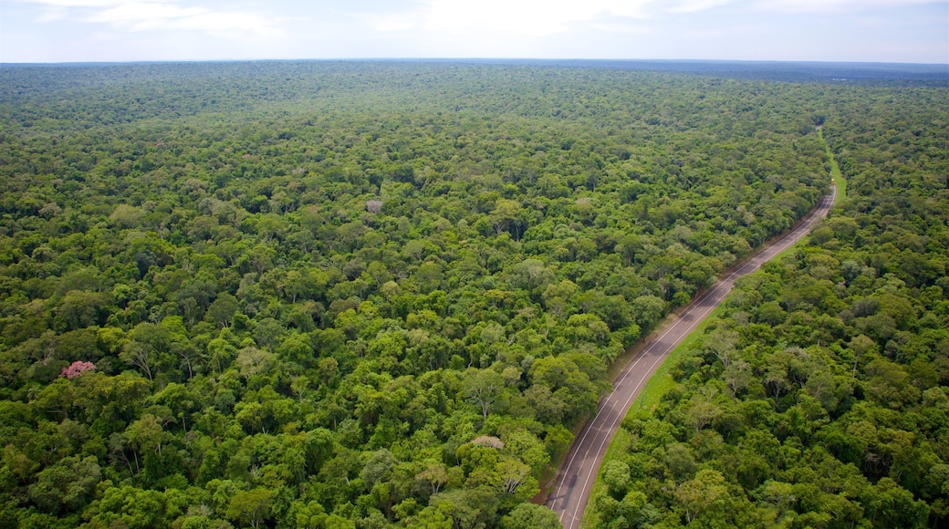 Mesopotamia featuring forest scenes