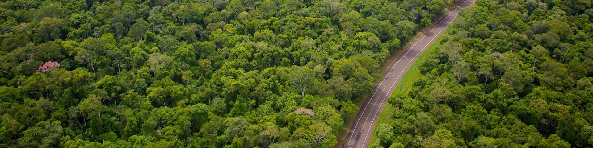 Mesopotamia featuring forest scenes