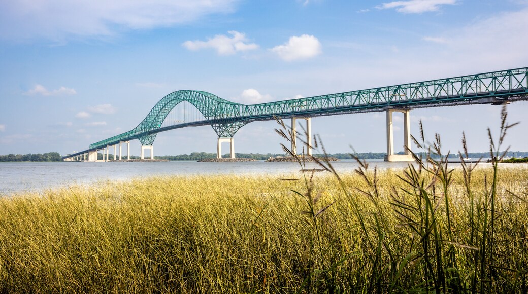 View of Pont Laviolette bridge over the Saint Lawrence River with aquatic plants in the foreground.