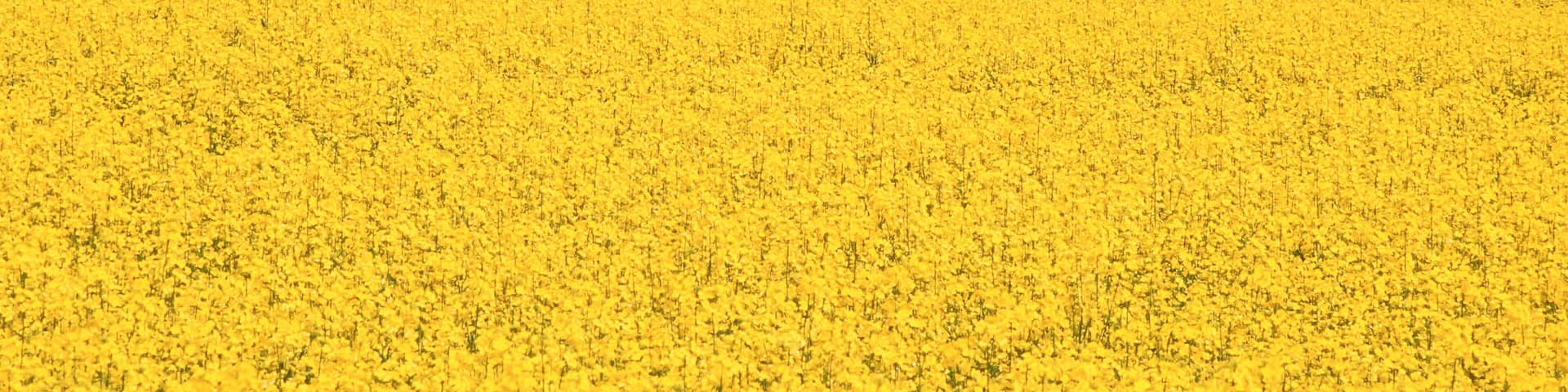 Field of Canola near Hanna, Alberta, Canada