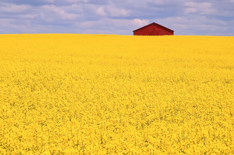 Field of Canola near Hanna, Alberta, Canada