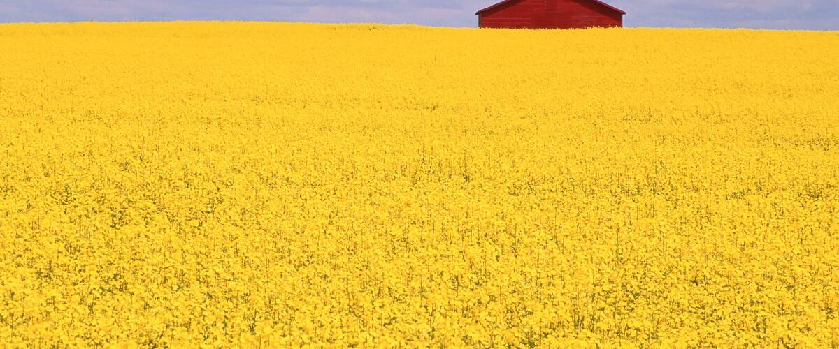 A field of yellow flowers with a red barn in the distance.