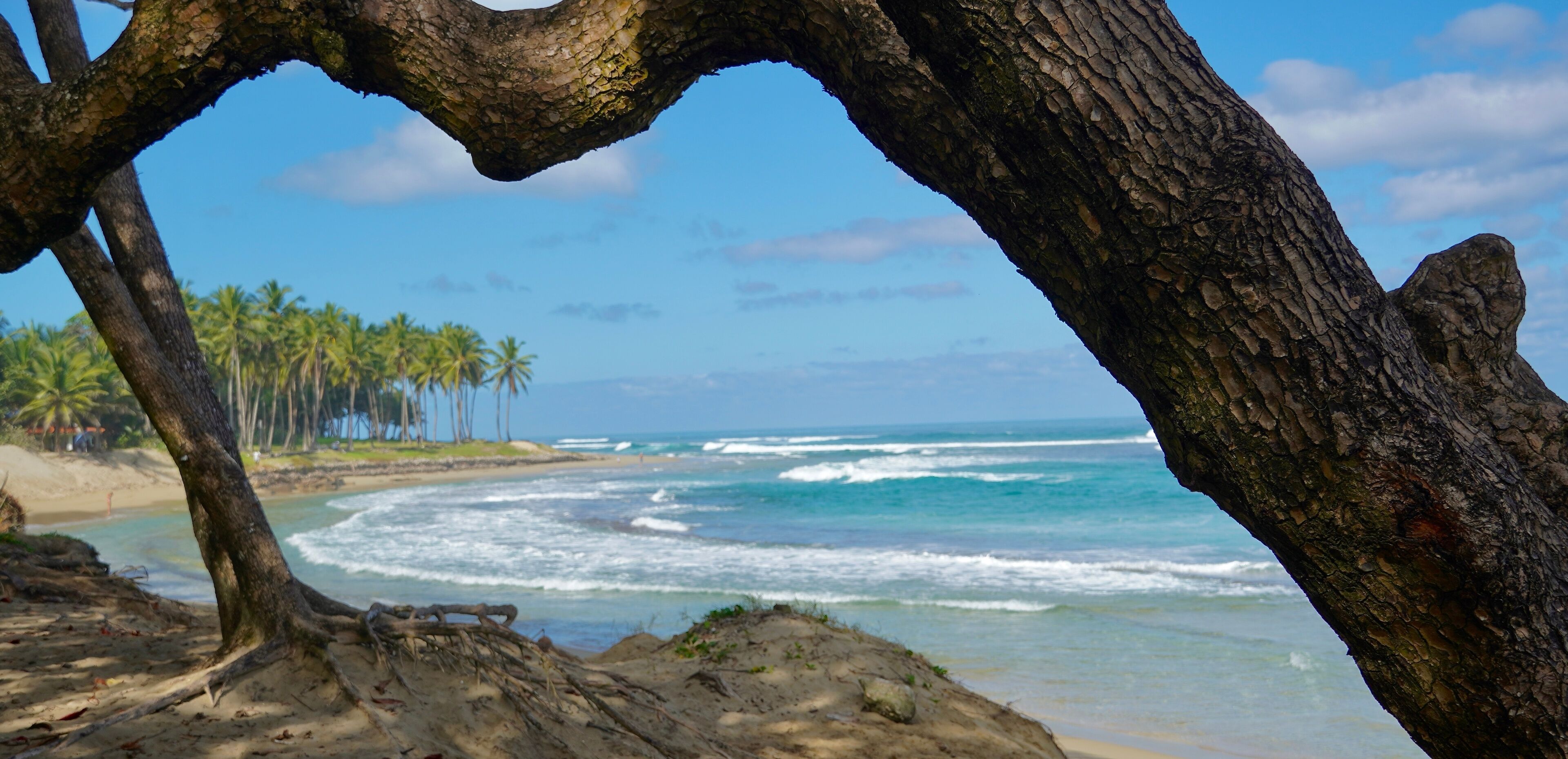 A beach with palm trees, ocean waves, and a large tree trunk framing the view.
