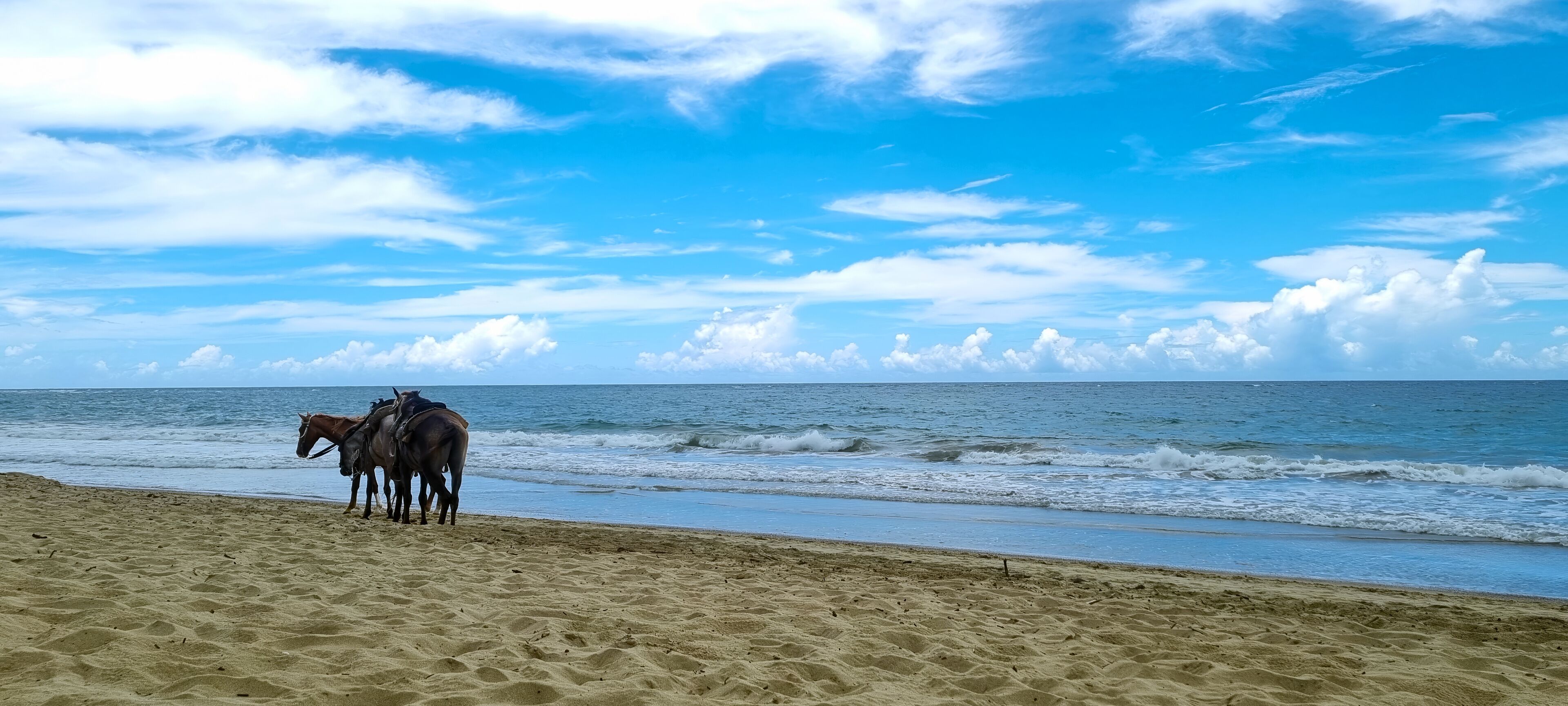 A beach with horses near the water.