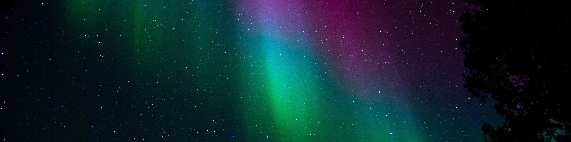 Auroras boreales sobre un paisaje boscoso.