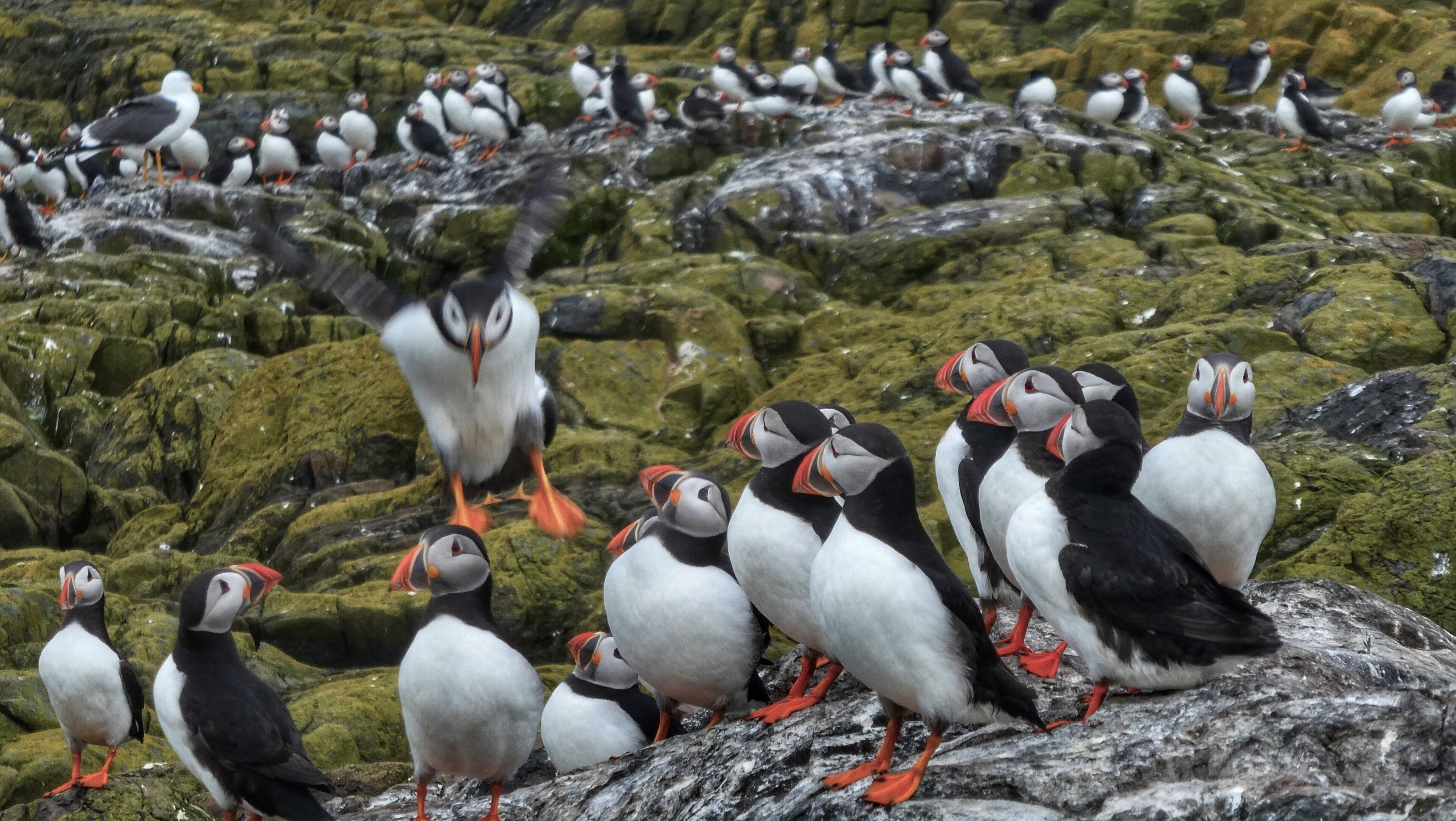 Apologies for the Puffin overload ❤️