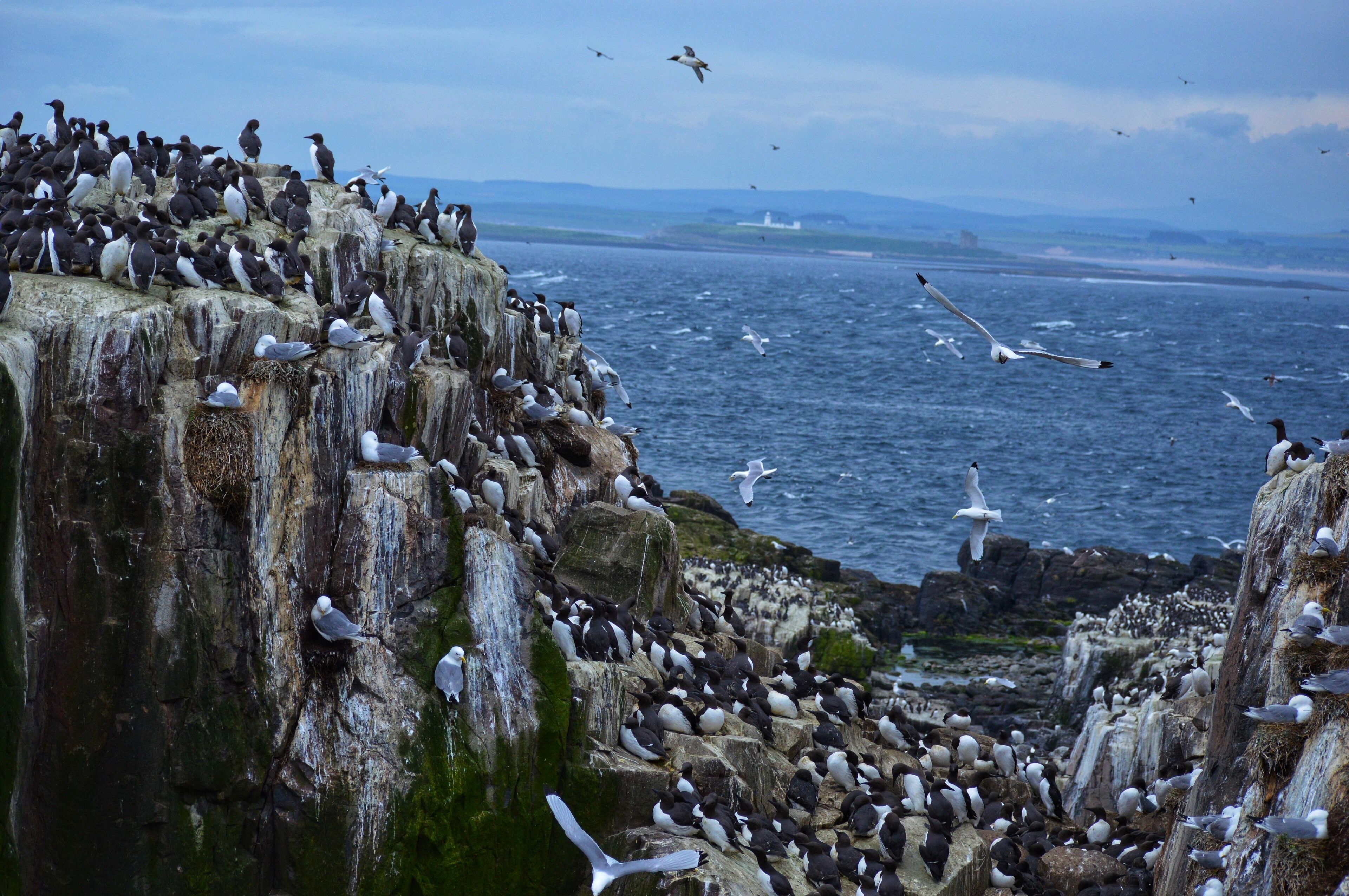 If you ❤️ sea birds, the Farne Islands should be on your list of places to visit