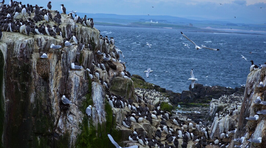 If you ❤️ sea birds, the Farne Islands should be on your list of places to visit