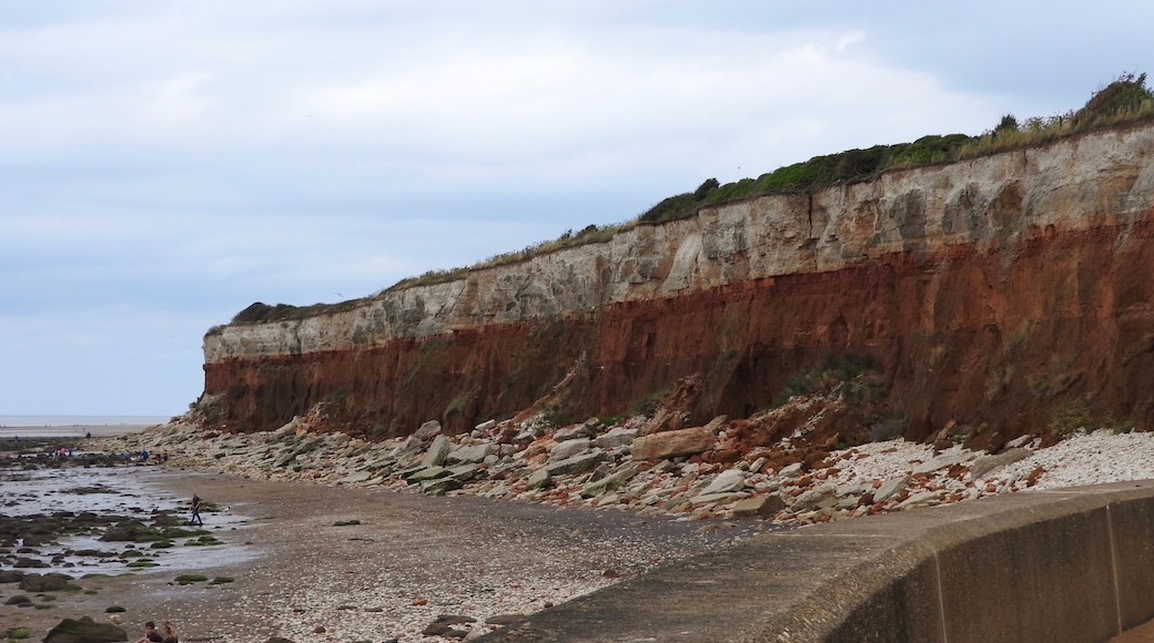 The stratified red chalk limestone and white chalk cliffs on the beach in Hunstanton, England.
#LikeALocal #Nature
#Golden