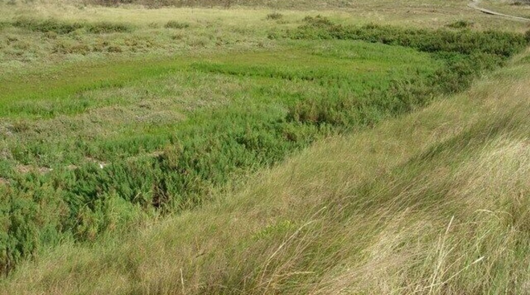 Small saltmarsh Vegetation has colonised this area in the last ten years.
