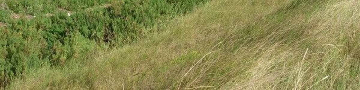 Small saltmarsh Vegetation has colonised this area in the last ten years.