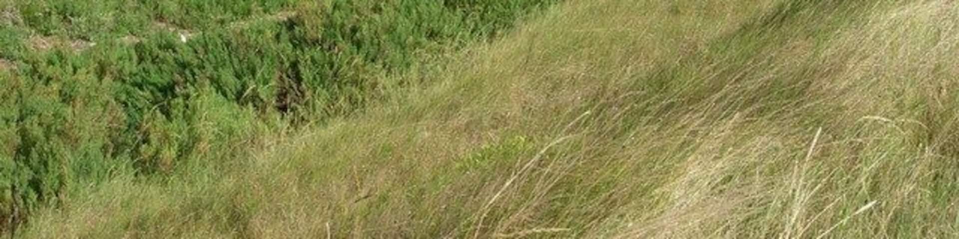 Small saltmarsh Vegetation has colonised this area in the last ten years.