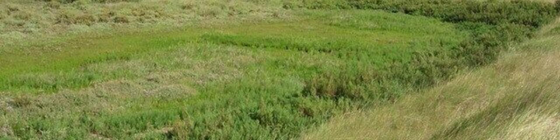 Small saltmarsh Vegetation has colonised this area in the last ten years.
