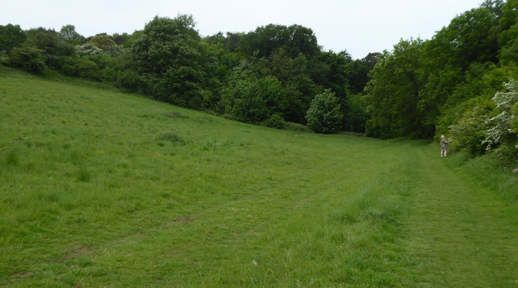 Ringstead Downs is a Site of Special Scientific Interest east of Hunstanton in Norfolk. it is managed by the Norfolk Wildlife Trust.