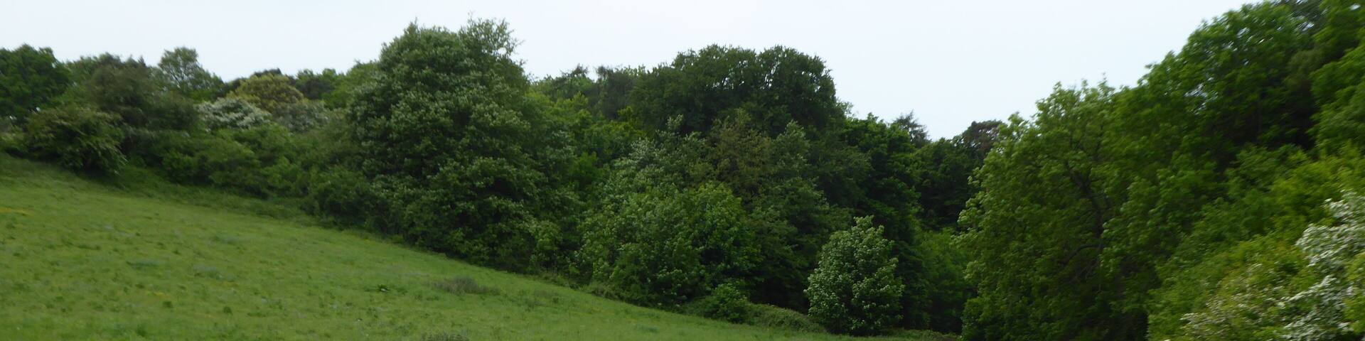 Ringstead Downs is a Site of Special Scientific Interest east of Hunstanton in Norfolk. it is managed by the Norfolk Wildlife Trust.