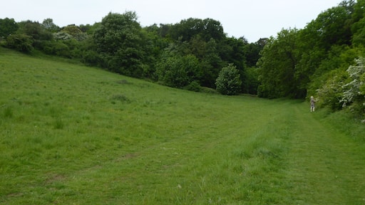 Ringstead Downs is a Site of Special Scientific Interest east of Hunstanton in Norfolk. it is managed by the Norfolk Wildlife Trust.