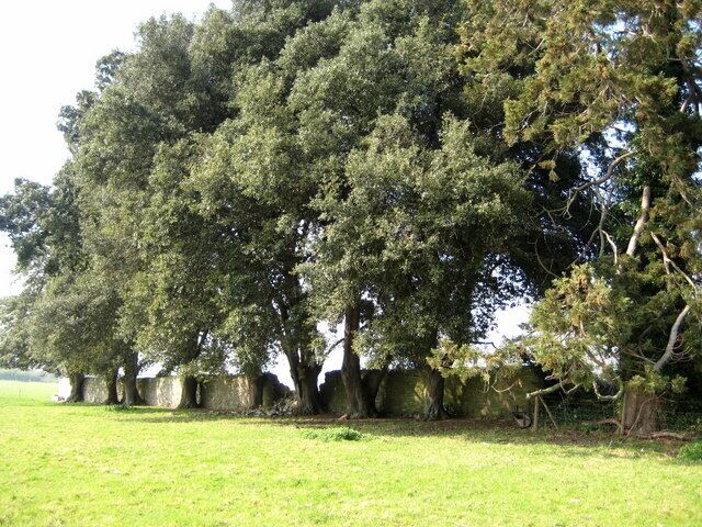 Holm Oaks - Northover These trees look like a line of Holm Oak (quercus ilex) growing along an old stone wall. This species of tree was brought over from North Africa or Southern Europe in the sixteenth century. The evergreen leaves are dark green and glossy on the upper side and paler and felted underneath.