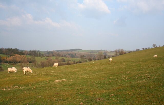 Sheep grazing on Gallt-y-wrach Another view of the sloping sheep pasture on the north west side of the Gallt-y-wrach hillside. View east from the junction of the track running ESE-WNW with public footpaths to Cefn-y-maes & Cefn Canol, at around 335m