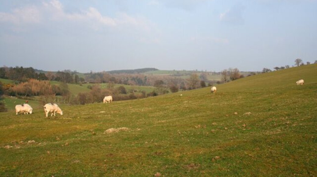 Sheep grazing on Gallt-y-wrach Another view of the sloping sheep pasture on the north west side of the Gallt-y-wrach hillside. View east from the junction of the track running ESE-WNW with public footpaths to Cefn-y-maes & Cefn Canol, at around 335m