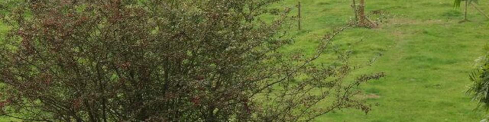 View from redundant railway bridge Sheep grazing the moss near to Redwyth Farm.