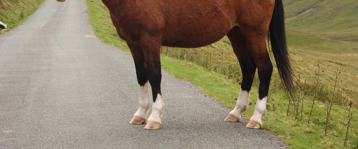Striking bay in Rhyader Valley. Bay is a hair coat color of horses, characterized by a reddish brown body color with a black mane, tail, ear edges, and lower legs. Bay is one of the most common coat colors in many horse breeds.