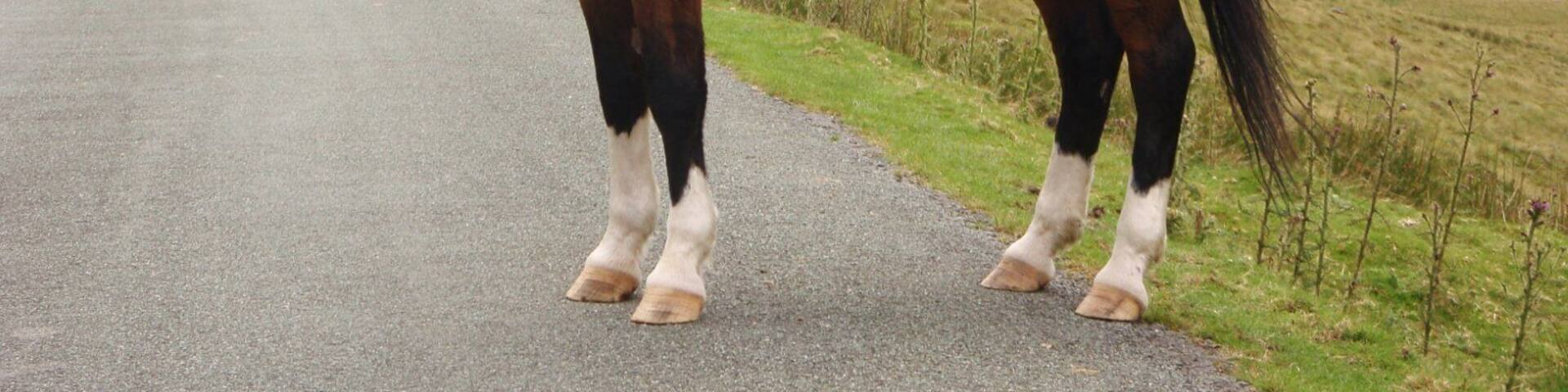 Striking bay in Rhyader Valley. Bay is a hair coat color of horses, characterized by a reddish brown body color with a black mane, tail, ear edges, and lower legs. Bay is one of the most common coat colors in many horse breeds.