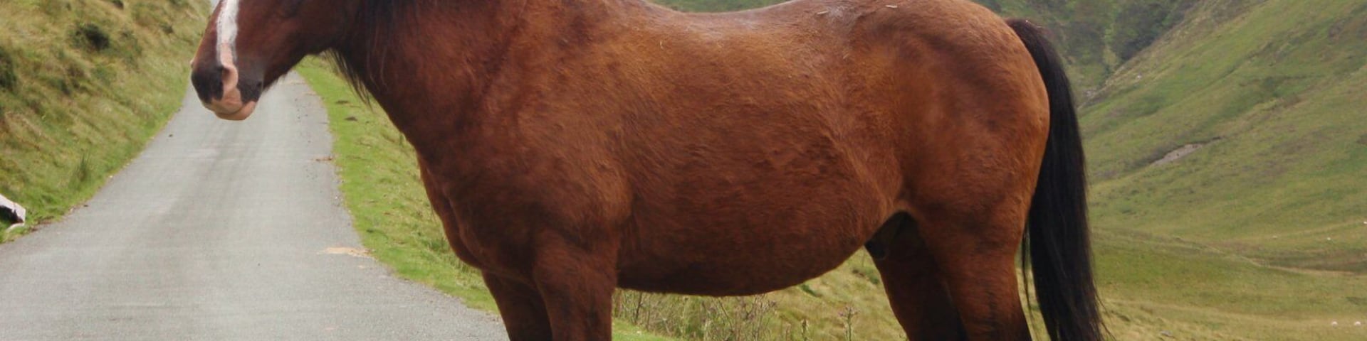 Striking bay in Rhyader Valley. Bay is a hair coat color of horses, characterized by a reddish brown body color with a black mane, tail, ear edges, and lower legs. Bay is one of the most common coat colors in many horse breeds.