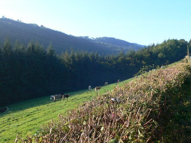 Steep field A steep field in the Cynllaith valley. The cows are in Wales, the trees in England as they are beyond the river which runs at the bottom of the field.