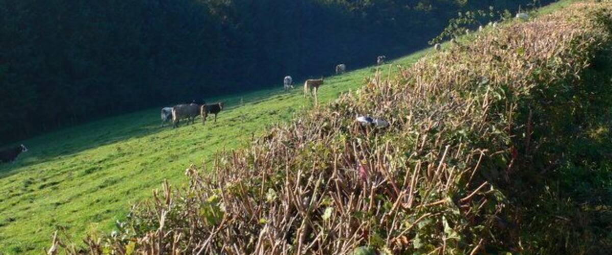Steep field A steep field in the Cynllaith valley. The cows are in Wales, the trees in England as they are beyond the river which runs at the bottom of the field.