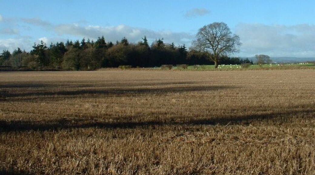 Lord Bradford's Fox Covert There must be a story behind the name of this wood, but Google doesn't find anything.