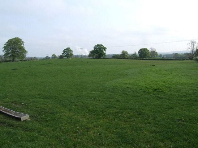 A grassy field with trees and a distant power line.