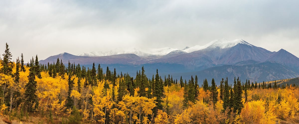 A mountain range with snow-capped peaks and a forest of yellow autumn trees in the foreground.