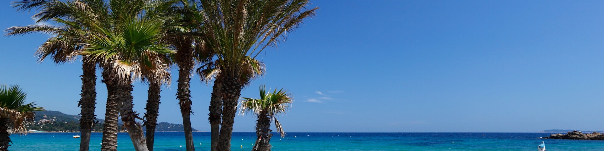 A beach with palm trees, a boat, and the sea.