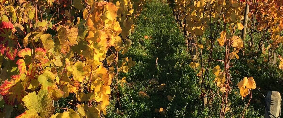Autumn in Burgundy vineyards- france