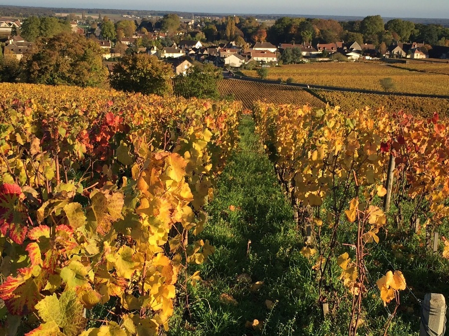 Autumn in Burgundy vineyards- france