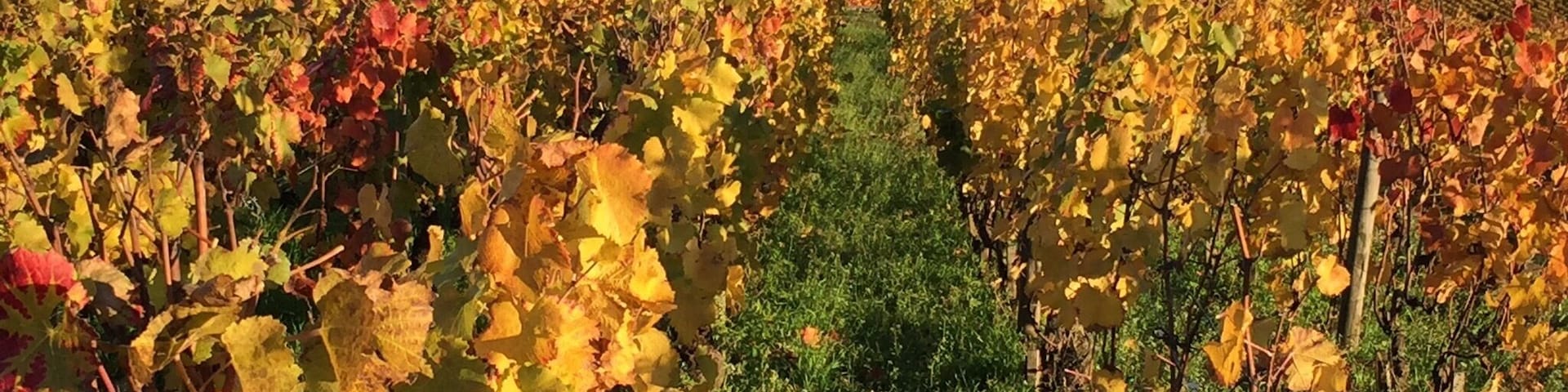 Autumn in Burgundy vineyards- france