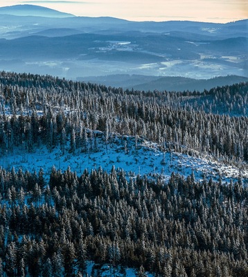 Bosque cubierto de nieve con cielo despejado.