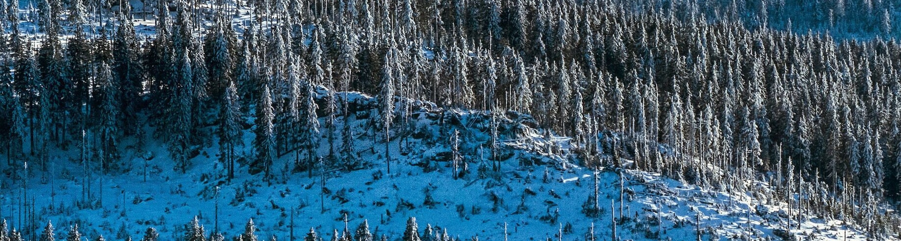Bosque cubierto de nieve con cielo despejado.
