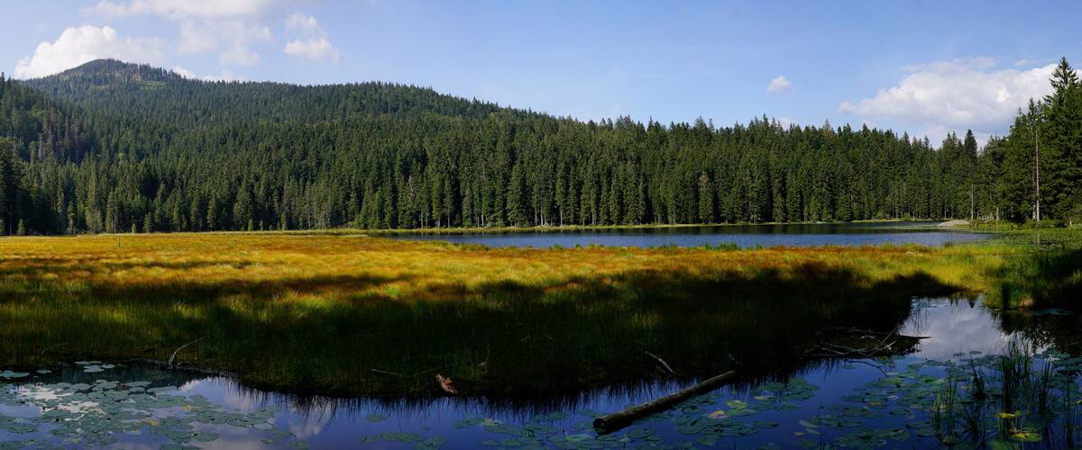 A calm lake surrounded by dense forest and a mountain in the background.