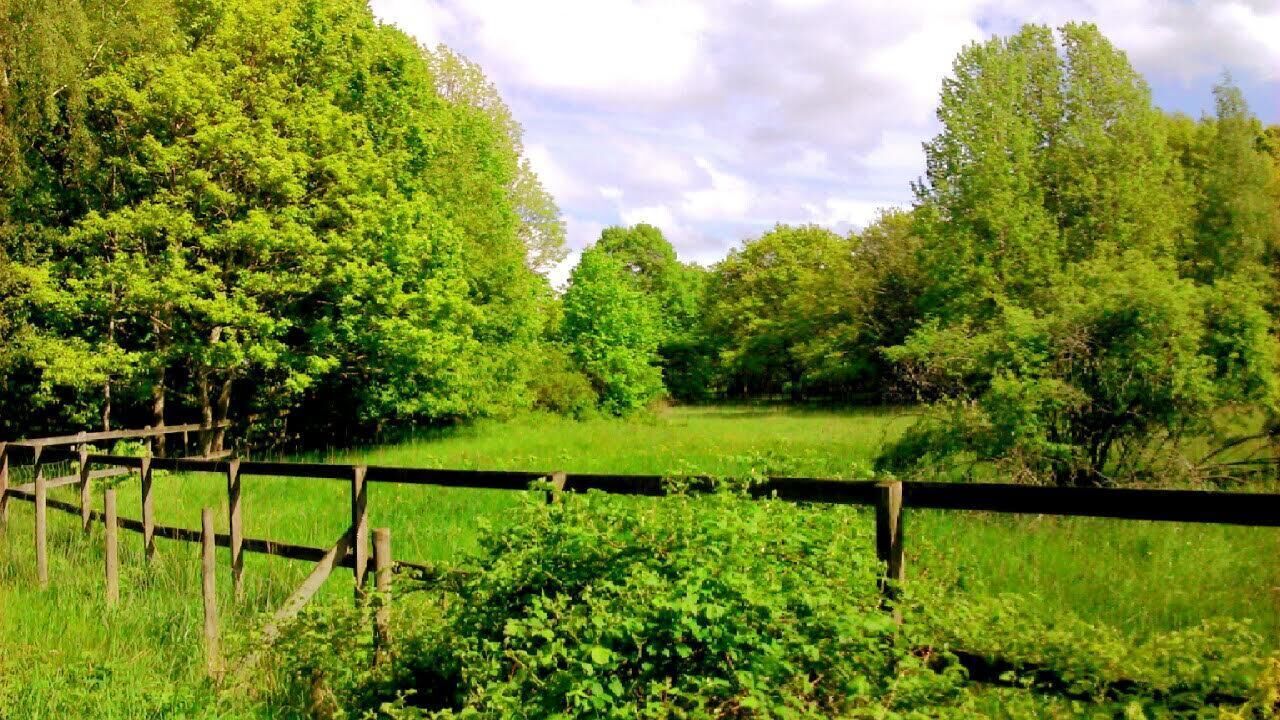 Stora Amundön nature reserve on the Swedish West Coast.

There are horses and sheep left to graze on the island in the summer. 